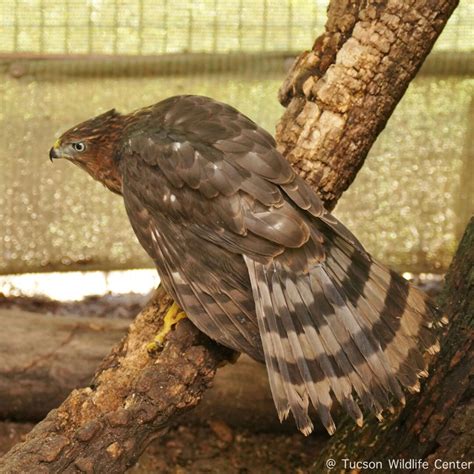 Patient of the Week: Juvenile Cooper’s Hawks - Tucson Wildlife Center