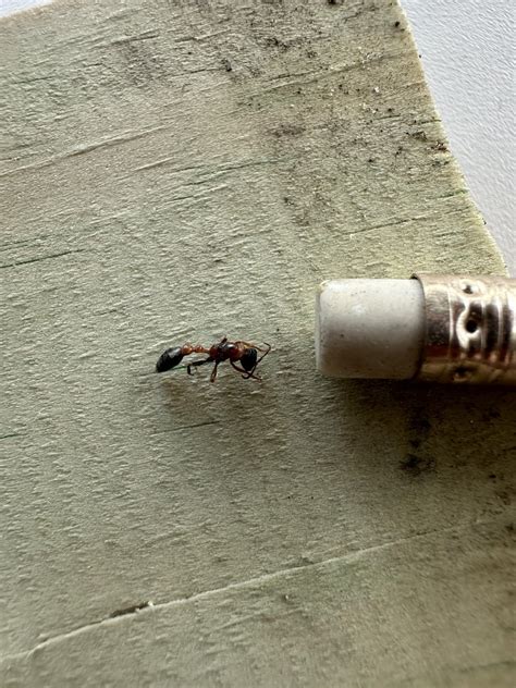 Help, What kind of ant is this? Found in NW FL 20 miles from AL line ...