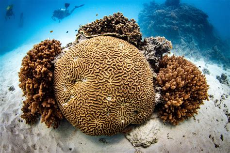 Types Of Hard Coral Fiji Coral Identification Guide Card – Franko