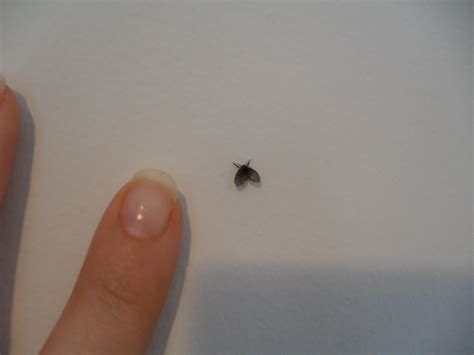 Little Bathroom Flies at Ellie Roseby blog