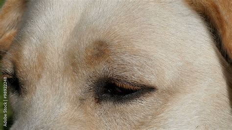 Labrador Retriever Eye Color 的图像结果