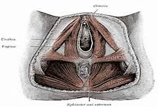prolasso pavimento pelvico inzio nuovi corsi di ginnastica per il pavimento pelvico prolasso pavimento pelvico inzio nuovi corsi di ginnastica per il pavimento pelvico