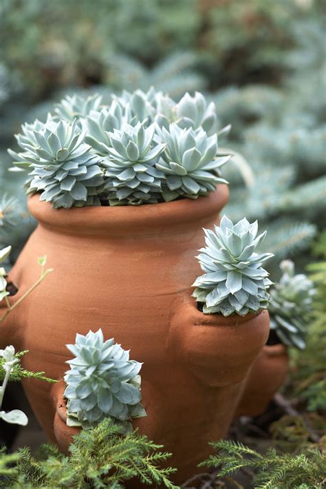 3 Planting Ideas for Strawberry Pots That Aren't Strawberries