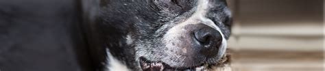 Diet and Nutrition for Small-breed Senior Dogs | IAMS