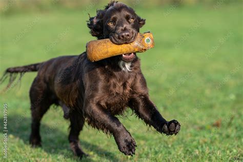 Image result for Working Cockapoo Gun Dog