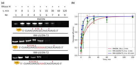 Hybrid RNA/DNA Concatemers and Self-Limited Complexes: Structure and ...