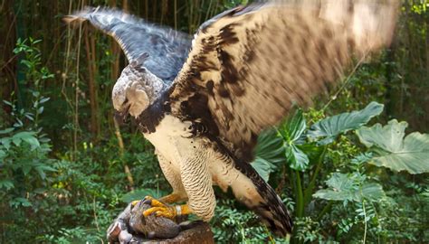 Harpy Eagle: Profile and Information