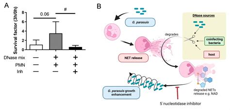 Studying the Interaction of Neutrophils and Glaesserella Parasuis ...