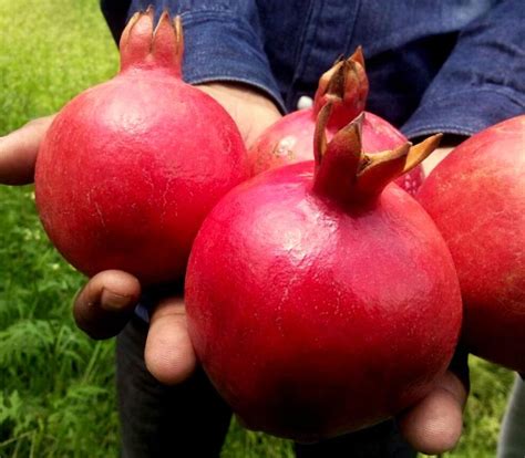 Pomegranate cultivation in Maharashtra (area, production)