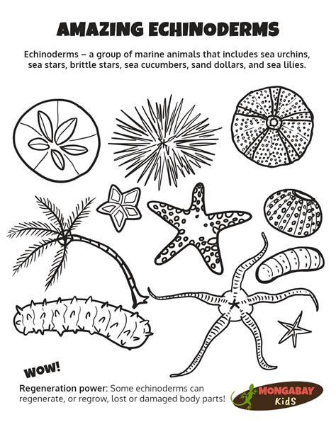 Phylum Echinodermata Sea Lily