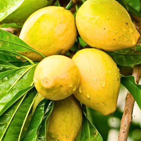 Egg Fruit (Pouteria Campechiana) - Plant – Lalit Enterprise