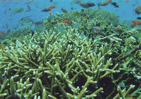 Pantar - JungleKey.in Image