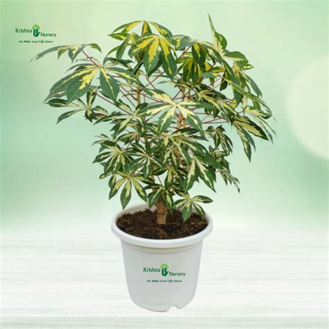 Variegated Tapioca Plant