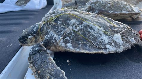 More than 100 cold-stunned sea turtles wash up along the OBX | 13newsnow.com