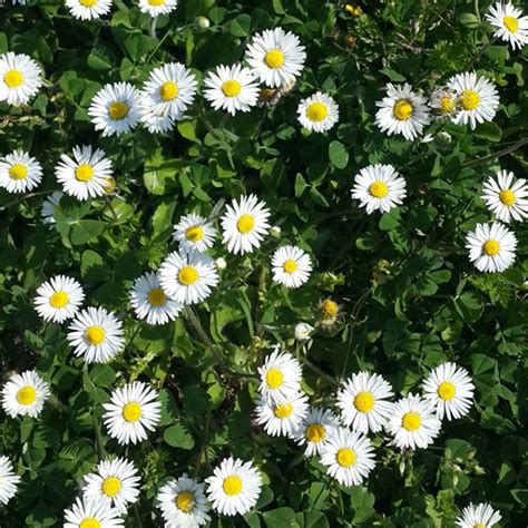 Shop Play Dirty Whipped Sunscreen SPF 50+ | UV sunscreen | GRASS