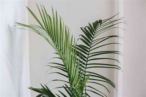 How to Grow and Care for Majesty Palm