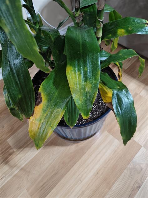 Corn plant yellowing leaves : r/plantclinic