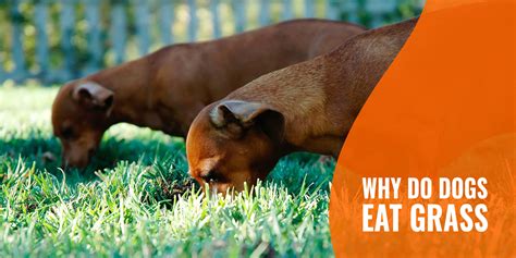 What Does It Mean If Your Dog Eats Grass | Detroit Chinatown