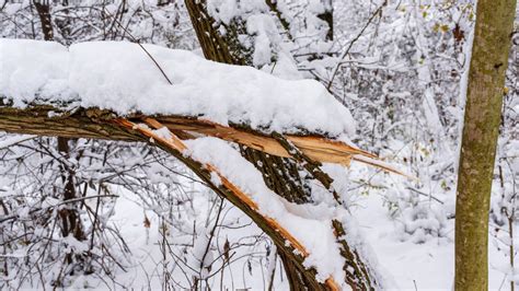 Exploding Tree Cold 的图像结果