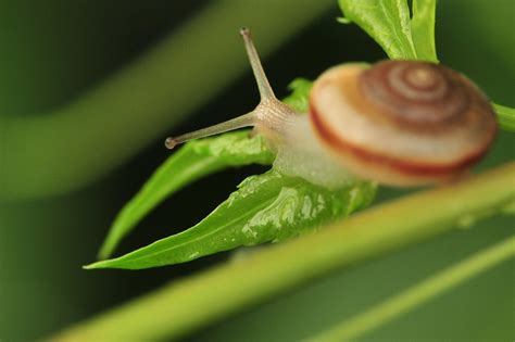 蜗牛 - 互动百科