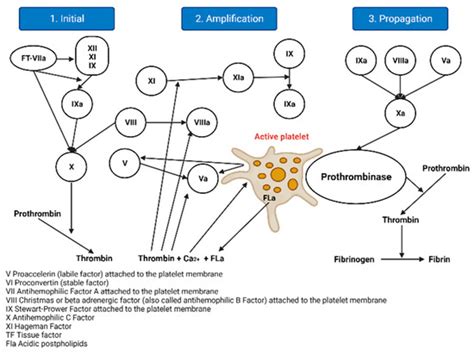 Haemophilia A: A Review of Clinical Manifestations, Treatment ...
