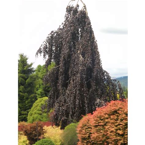 #7 Fagus sylvatica ‘Purple Fountain’ Weeping European Beech – Spencer's Garden Centre