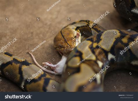 Python Eating a Pig 的图像结果