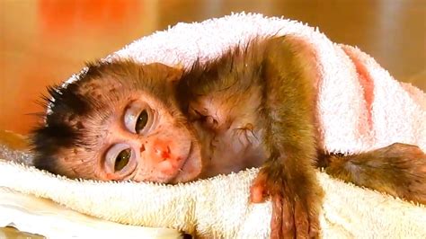 Image result for Bug Infested Baby Monkey