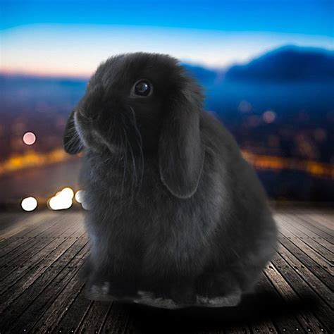 Special care of Holland Lop Bunny: images, video, size, lifespan & price