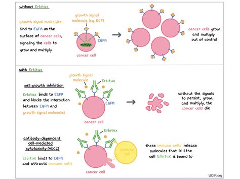 Cetuximab Mechanism Of Action