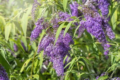 Butterfly Bush: Plant Care & Growing Guide | Butterfly bush, Cool ...