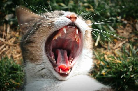 Dental health for cats – How to take care of your cat’s teeth