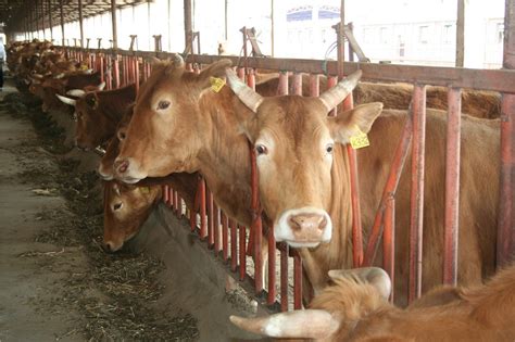 肉牛品种批发价格 山西省忻州市 架子牛 牛-食品商务网