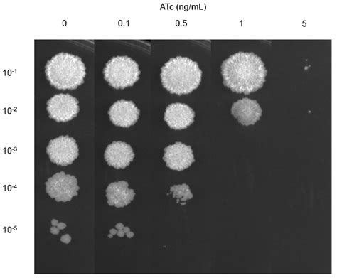 CRISPR Interference-Mediated Silencing of the mmpL3 Gene in ...