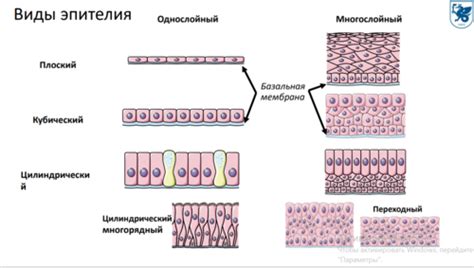 Строение и разновидности эпителиальной ткани