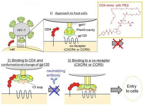 Japanese Scientists Develop New 'Mimic' Molecule The Fools HIV Into Not ...