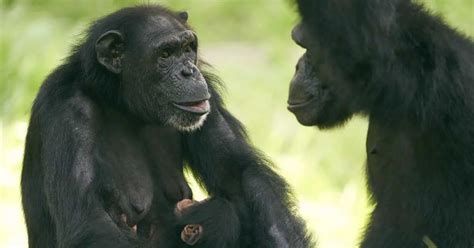 Image result for Intrasexual Selection Drawing