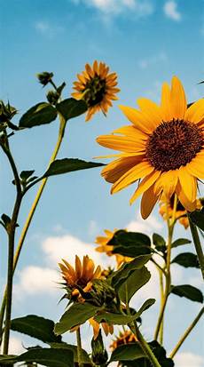 Iphone Lock Screen Sunflower Wallpaper by Sunflower Wallpapers In 2019 Sunflower Wallpaper Iphone Lock Screen Sunflower Wallpaper