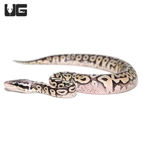 Image result for Axanthic Pastel Ball Python