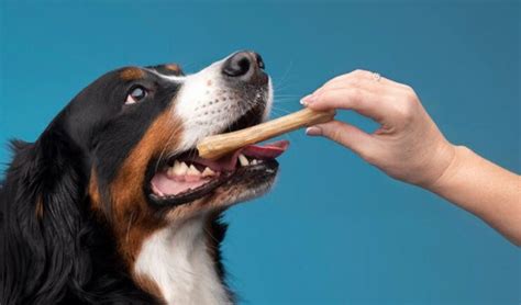 How to Take Care of a Senior Dog: Essential Tips and Advice – ABK Grooming