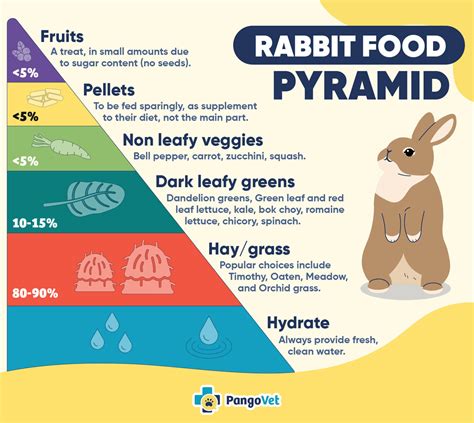 Are Rabbits Omnivores? Vet-Approved Diet & Health Facts | The Vet Desk