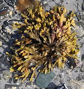 Image result for Seaweed