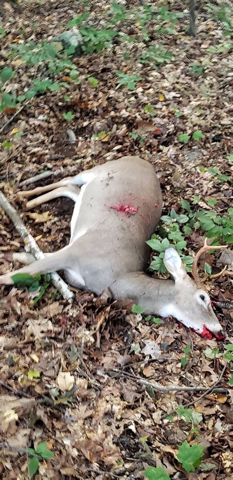 After 6 years of trying, I finally got my first deer: a 6 point buck ...