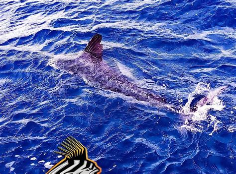 Exotic Fish Cabo - Sportfishing Charter (San Jose del Cabo) - All You ...