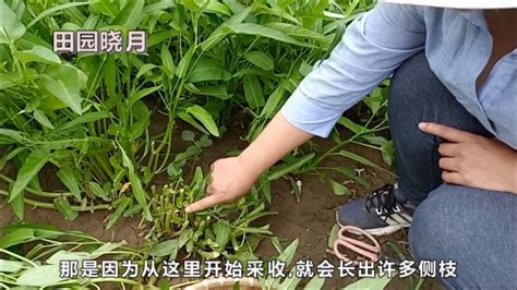 抗热三叉空心菜种籽菜籽竹叶柳叶空心菜种子水培水上种植蔬菜种孑-阿里巴巴
