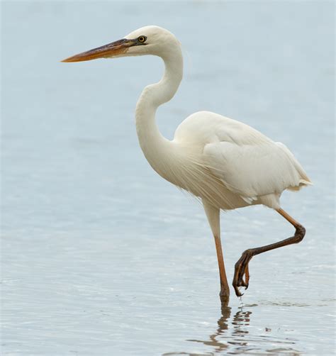 Great White Heron - Owen Deutsch Photography
