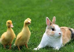 Image result for Cute White Baby Bunny Rabbits