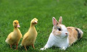 Image result for Black and White Baby Bunnies