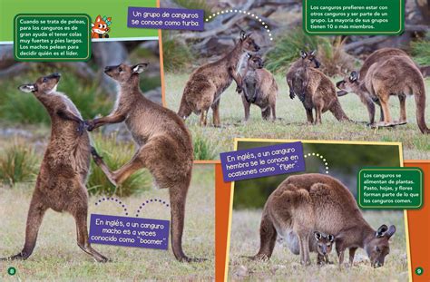 Hop into Kangaroos - Spanish Translation - NWF | Ranger Rick