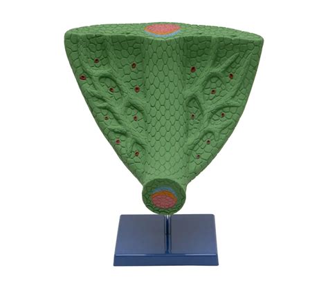 Buy Leaf Anatomy Model – Best Teaching Tool for Plant Science Labs